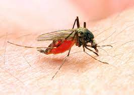 Paludisme remède naturel Malaria